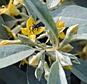 ELAEAGNUS QUICKSILVER, CLOSE UP OF FLOWER SHOWING LADYBIRD LARVA ON STIGMA.