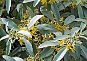 ELAEAGNUS QUICKSILVER