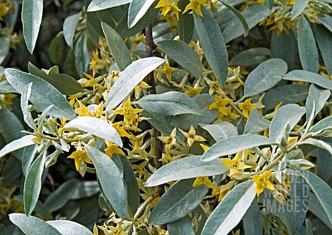 ELAEAGNUS_QUICKSILVER