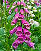 DIGITALIS PURPUREA, FOXGLOVES