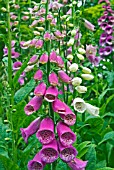 DIGITALIS PURPUREA, FOXGLOVES IN FLOWER