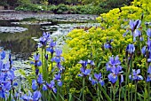 IRIS SIBIRICA PERRYS BLUE AND EUPHORBIA PALUSTRIS