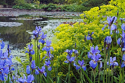 IRIS_SIBIRICA_PERRYS_BLUE_AND_EUPHORBIA_PALUSTRIS