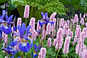 PERSICARIA BISTORTA SUBERBA, IRIS SIBIRICA  AND GUNNERA