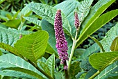 PHYTOLACCA AMERICANA, POKEWEED