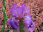 IRIS AMETHYST FLAME