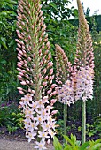 EREMURUS ROBUSTUS, FOXTAIL LILY