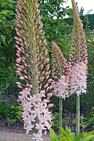 EREMURUS_ROBUSTUS_FOXTAIL_LILY