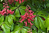 AESCULUS PAVIA HUMILIS, RED BUCKEYE, SCARLET BUCKEYE