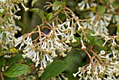 VIBURNUM ERUBESCENS IN FLOWER