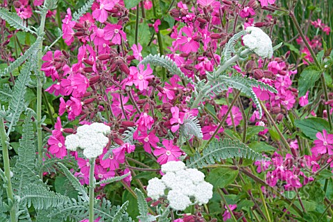 RED_CAMPION_SILENE_DIOICA_WITH_ACHILLEA_FOLIAGE