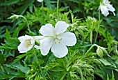 GERANIUM PRATENSE ALBUM,  (WHITE FORM OF MEADOW CRANESBILL)