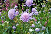 KNAUTIA ARVENSIS, FIELD SCABIOUS