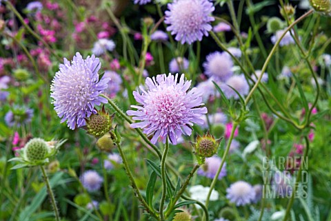 KNAUTIA_ARVENSIS_FIELD_SCABIOUS