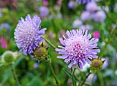 KNAUTIA ARVENSIS, FIELD SCABIOUS