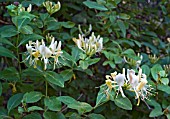 LONICERA PERICLYMENUM, HONEYSUCKLE, GROWING WILD IN ANCIENT WOODLAND