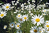 OX EYE DAISIES, LEUCANTHEMUM VULGARE,  IN A SUNNY MEADOW