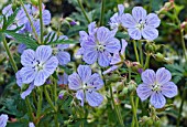 GERANIUM PRATENSE MRS KENDALL CLARK