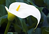 WHITE ARUM, ZANTEDESCHIA AETHIOPICA