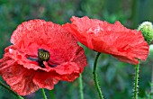 PAPAVER RHOEAS, SEMI DOUBLE FORM