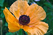 PAPAVER ORIENTALE SAFFRON