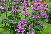 STACHYS MACRANTHA