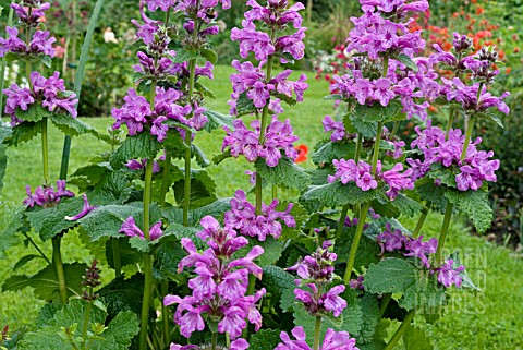 STACHYS_MACRANTHA