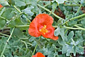 GLAUCIUM CORNICULATUM, MEDITERRANEAN HORNED POPPY