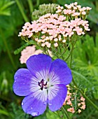 GERANIUM JOLLY BEE WITH ACHILLEA MILLEFOLIUM LACHSSCHOENHEIT