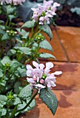 LAMIUM MACULATUM PINK NANCY GROWING BY A PATH