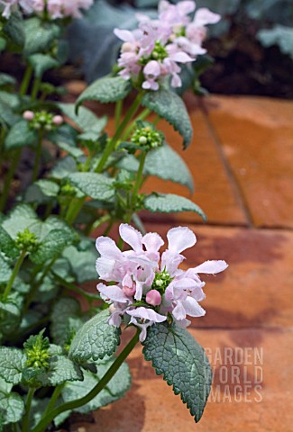 LAMIUM_MACULATUM_PINK_NANCY_GROWING_BY_A_PATH