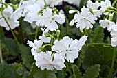 PRIMULA SIEBOLDII ALBA