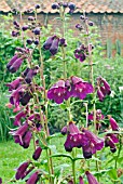 PENSTEMON RAVEN