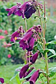 PENSTEMON RAVEN