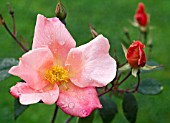 ROSA X ODORATA  MUTABILIS