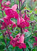 PENSTEMON GARNET