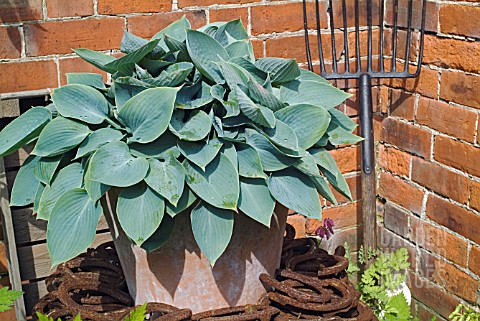 HOSTA_WITH_RUSTY_HORSESHOES_AND_ANTIQUE_BEET_FORK_AT_WALTERS_COTTAGE
