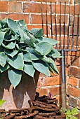 HOSTA WITH RUSTY HORSESHOES AND ANTIQUE BEET FORK AT WALTERS COTTAGE