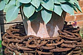 HOSTA IN CONTAINER DECORATED WITH RUSTY HORSESHOES AT WALTERS COTTAGE