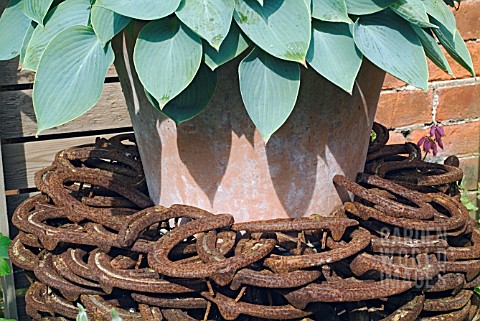 HOSTA_IN_CONTAINER_DECORATED_WITH_RUSTY_HORSESHOES_AT_WALTERS_COTTAGE