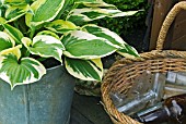 HOSTA IN ZINC CONTAINER WITH BASKET OF ANTIQUE BOTTLES AT WALTERS COTTAGE