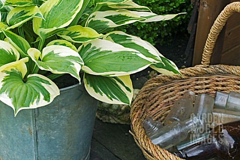 HOSTA_IN_ZINC_CONTAINER_WITH_BASKET_OF_ANTIQUE_BOTTLES_AT_WALTERS_COTTAGE