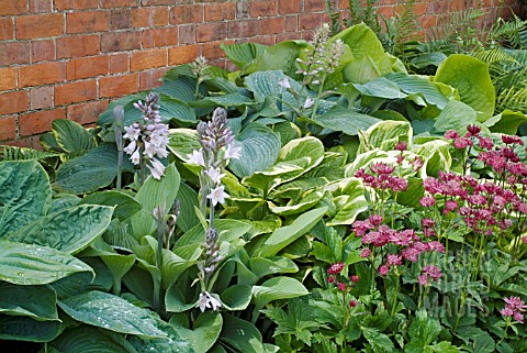 BED_OF_HOSTAS_AND_ASTRANTIA_AT_WALTERS_COTTAGE
