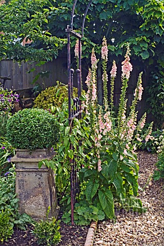DIGITALIS_SUTTONS_APRICOT_AND_ARCHWAY_AT_WALTERS_COTTAGE