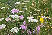 HAYFIELD WILDFLOWERS IN LATE SUMMER SHOWING MALVA MOSHCATA -MUSK MALLOW, DAUCUS CAROTA - WILD CARROT, ECHIUM VULGARE - VIPERS BUGLOSS AND SEED HEADS OF SILENE VULGARIS - BLADDER CAMPION.  SONCHUS OLERACEUS - SOW THISTLE IN FOREGROUND