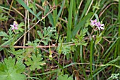 COMMON STORKSBILL, ERODIUM CICULARIUM GROWING IN GRASS