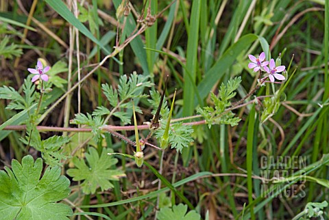 COMMON_STORKSBILL_ERODIUM_CICULARIUM_GROWING_IN_GRASS