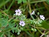 GERANIUM MOLLE, SOFT CRANESBILL