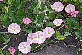 LESSER BINDWEED, CONVOLVULUS ARVENSIS, GROWING THROUGH A TARMAC AND FLINT SURFACE.