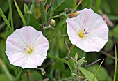 LESSER BINDWEED, CONVOLVULUS ARVENSIS A PALE PINK FORM GROWING IN GRASS